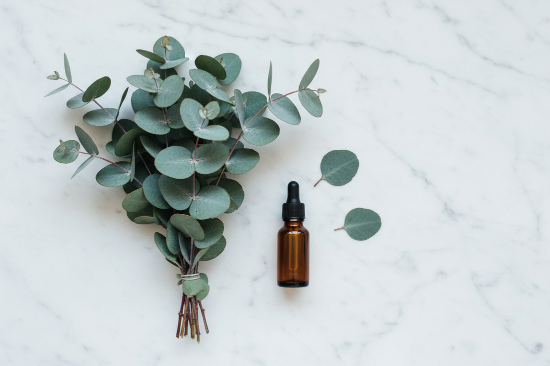 Ingredient Spotlight: Eucalyptus (Eucalyptus globulus)